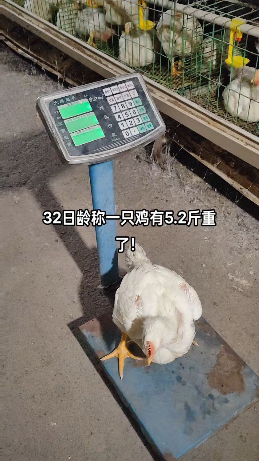 这批肉鸡32日龄了,抓一只看看有多重?5.2斤
