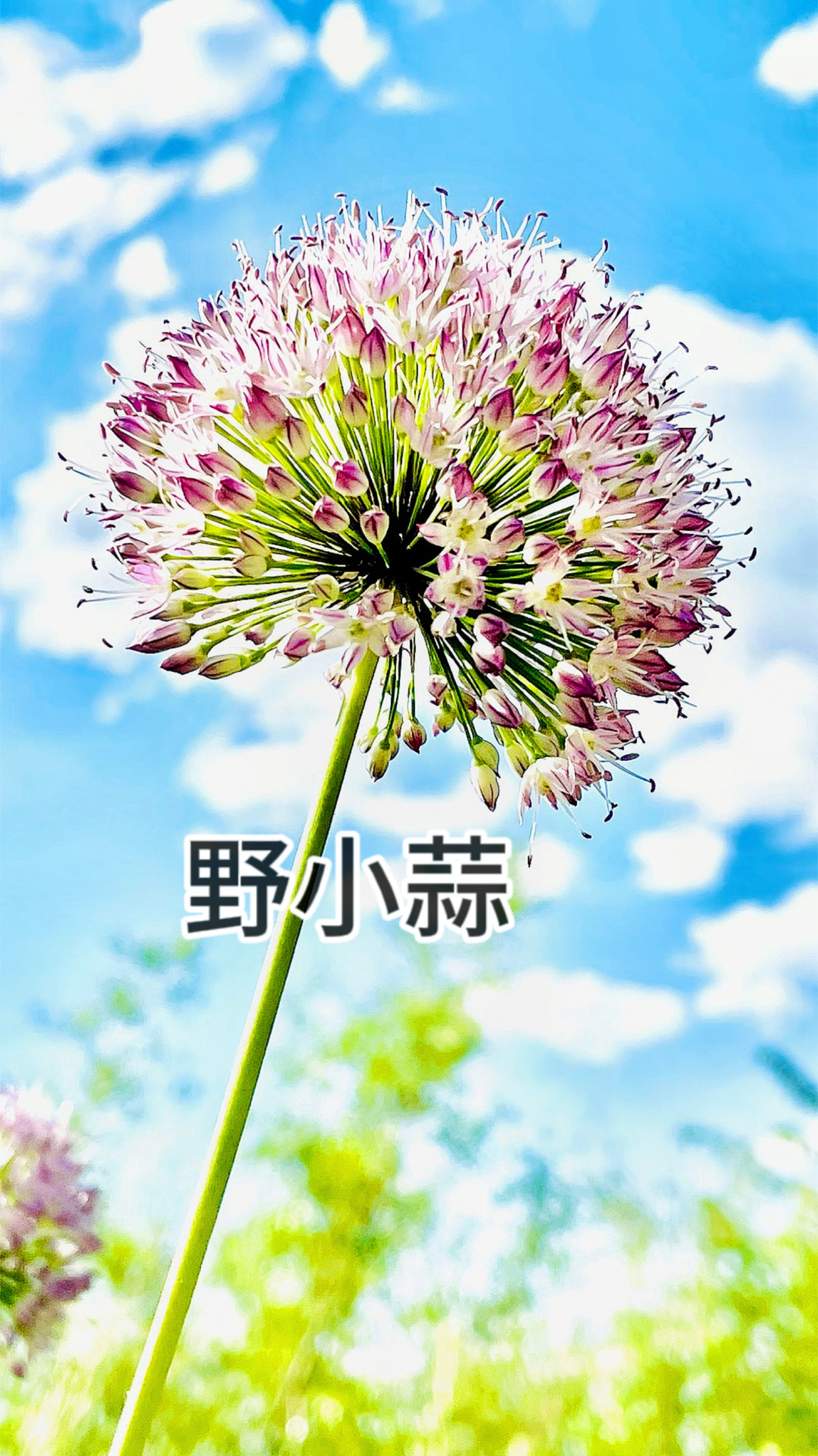 野小蒜,也叫野葱,根部就是鼎鼎大名的薤白