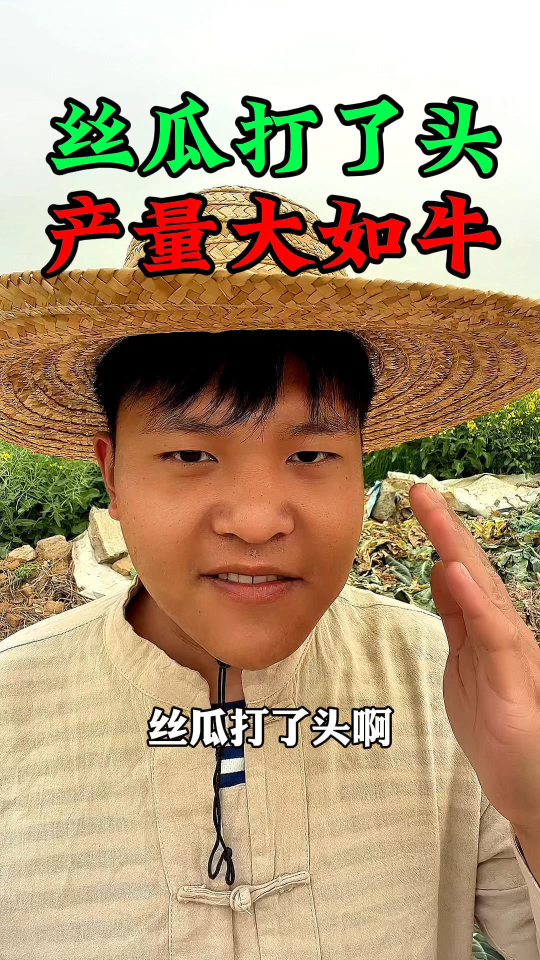 丝瓜打了头,产量大如牛,丝瓜长到半米的时候要打头