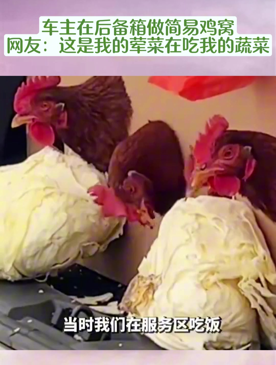 车主在后备箱做简易鸡窝,网友:这是我的荤菜在吃我的蔬菜