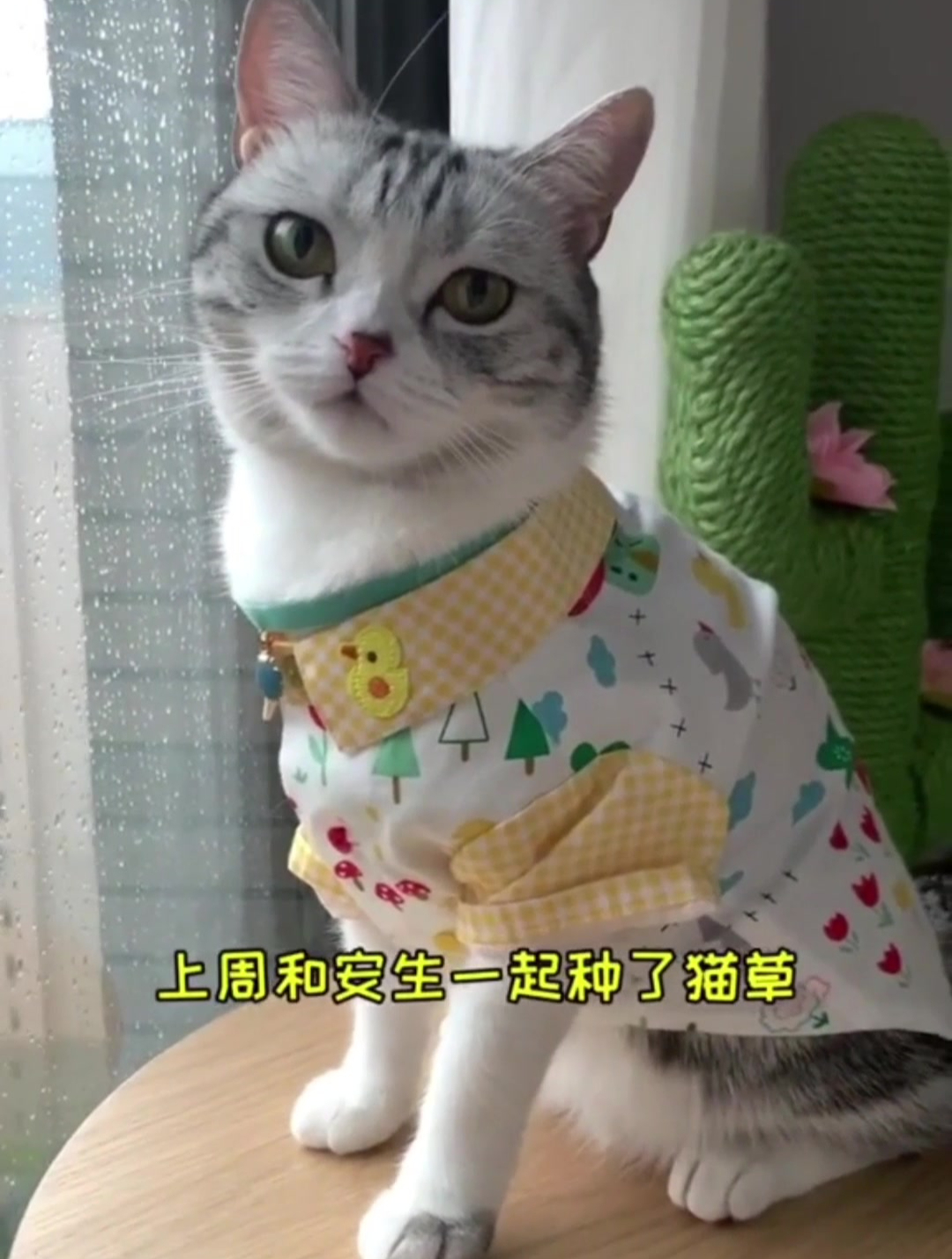 泡芙和安生一起种的猫草终于长成喽。但是闺女大了,有点看不懂~