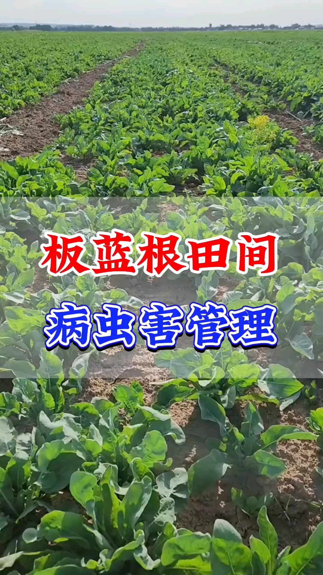 板蓝根种植病虫害防治方案,板蓝根种植管理技术