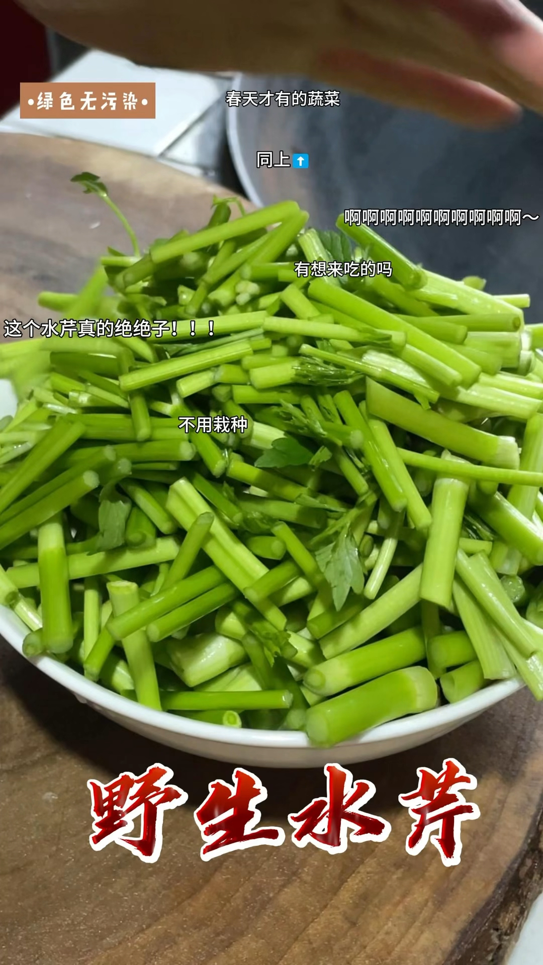 绿色健康的野生水芹菜根本吃不完