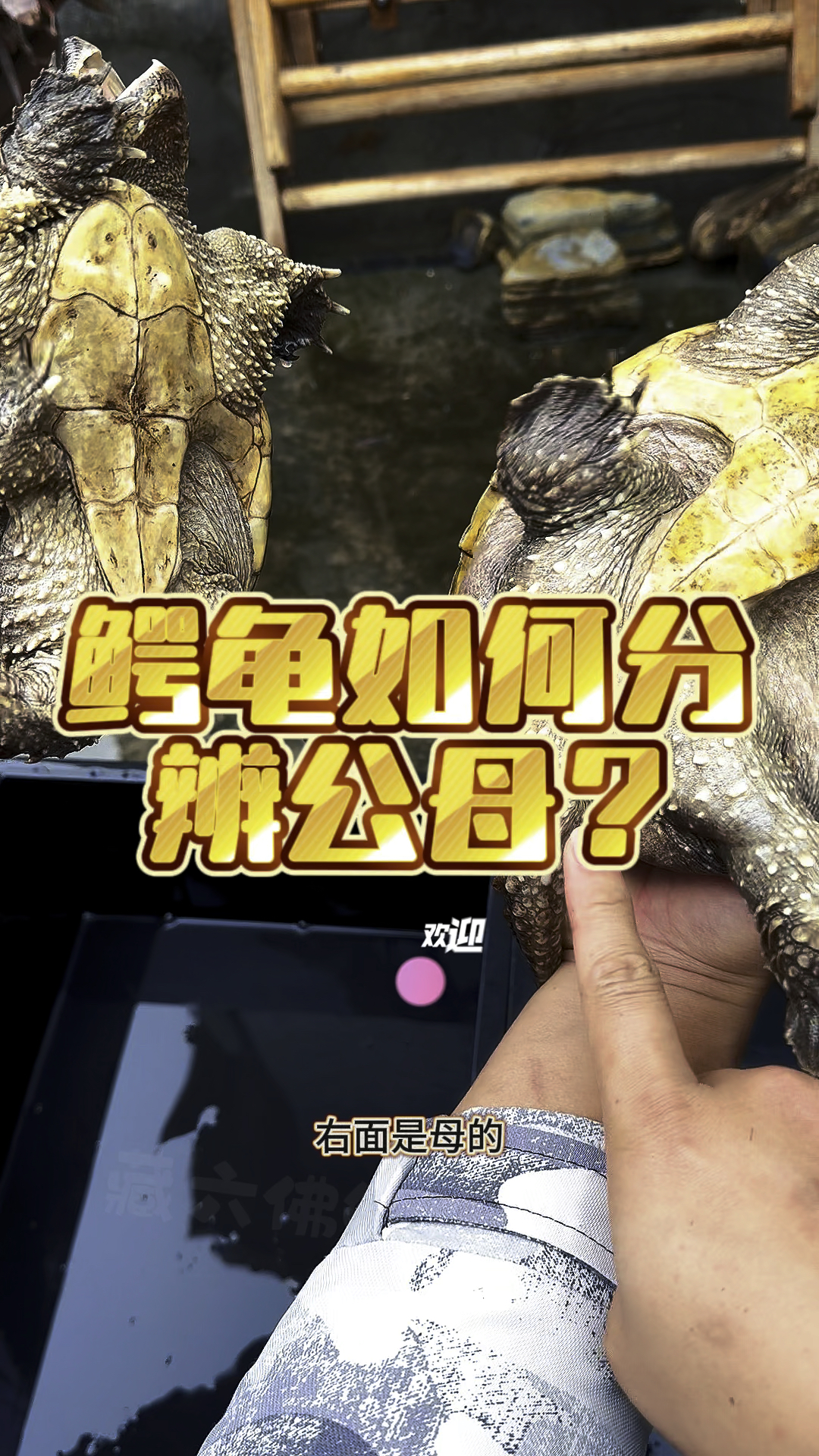 鳄鱼龟如何分辨公母,有很养龟的朋友不知道如何分辨,这一期作