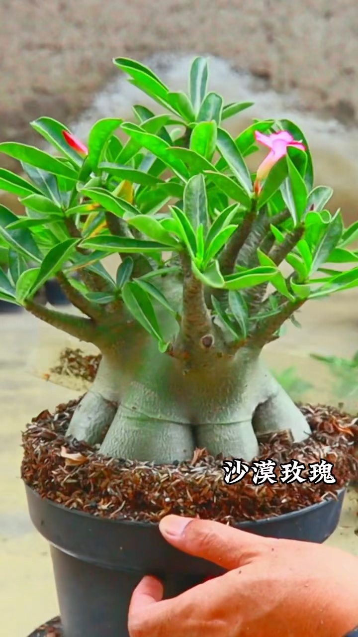 这个沙漠玫瑰看着都带劲