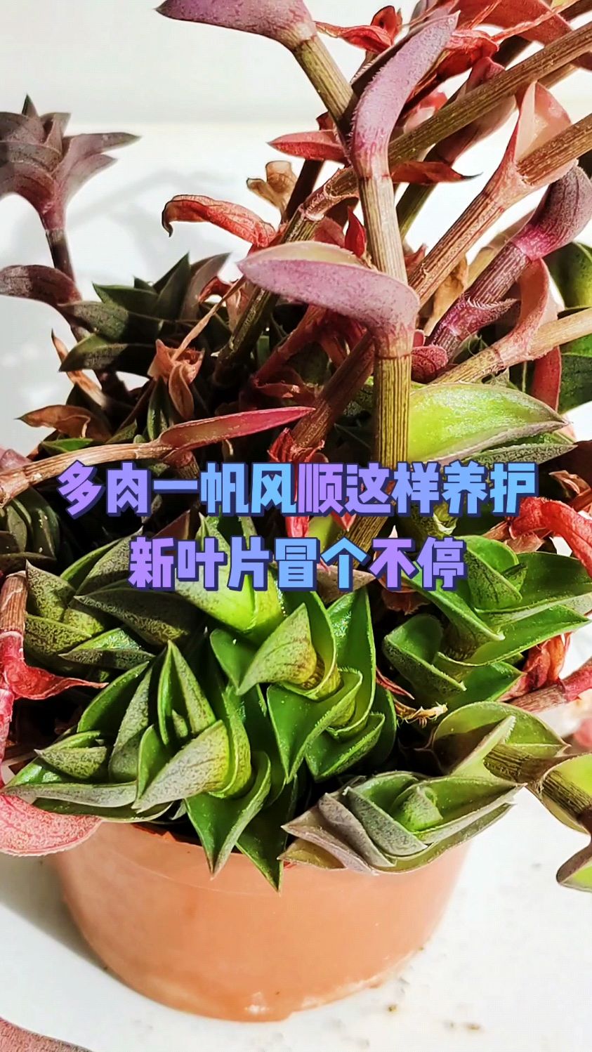 多肉一帆风顺这样养护新叶片冒个不停