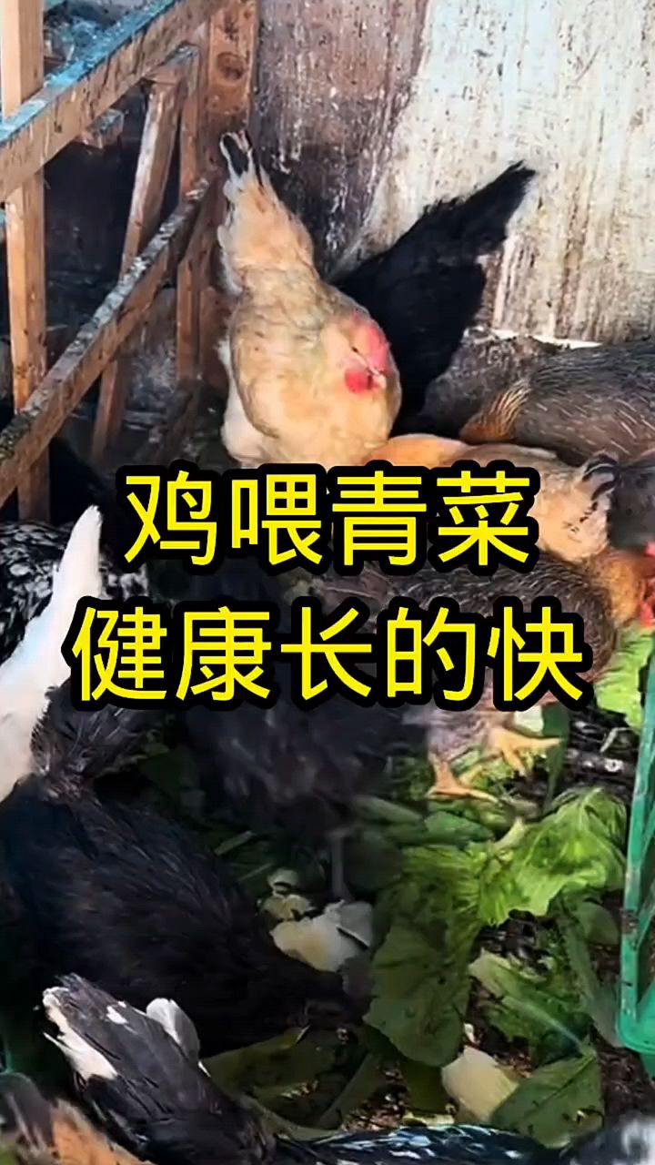 散养土鸡喂青菜就是好