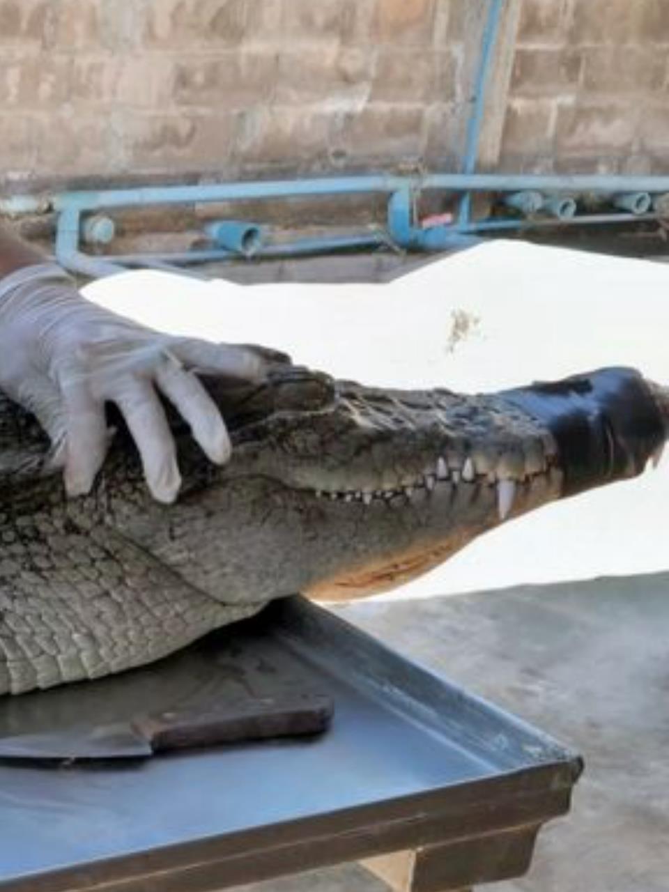 疯狂泰国:屠夫解剖200斤鳄鱼,制作顶级鳄鱼皮和美食3