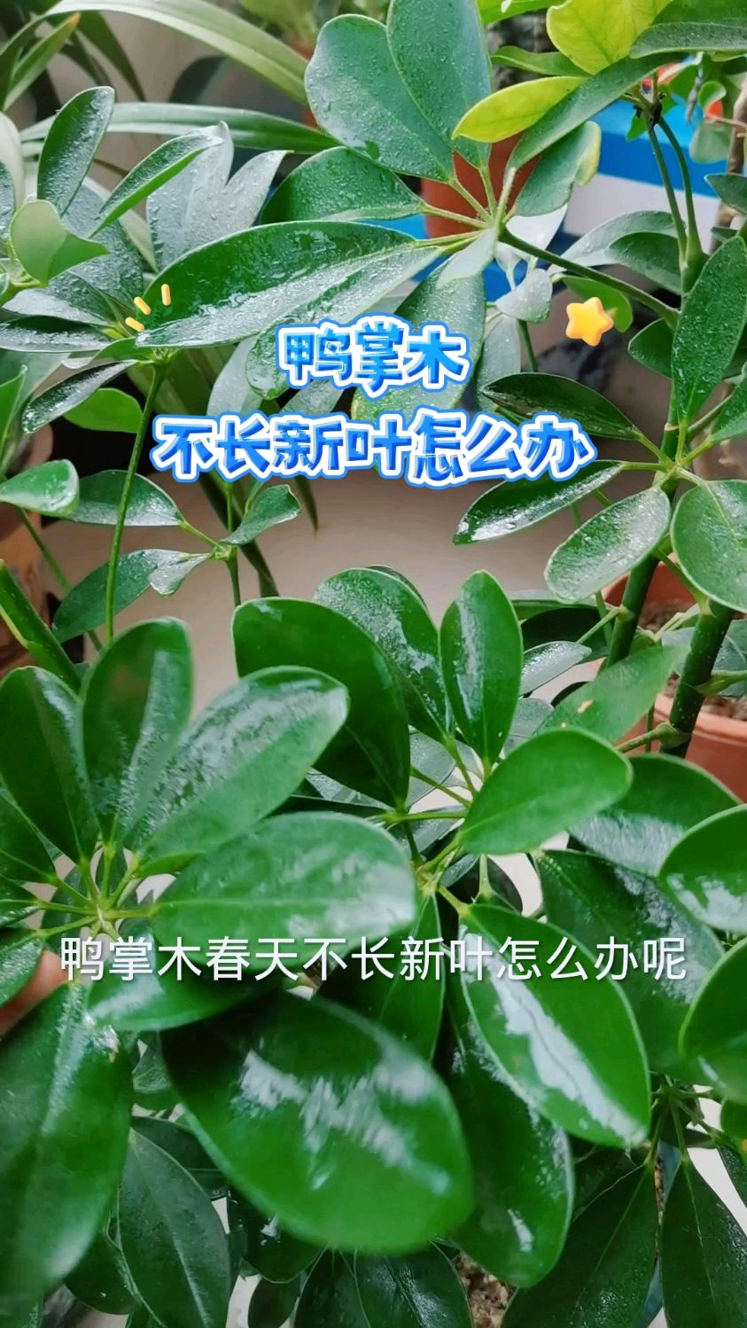 鸭掌木不长新叶怎么养护