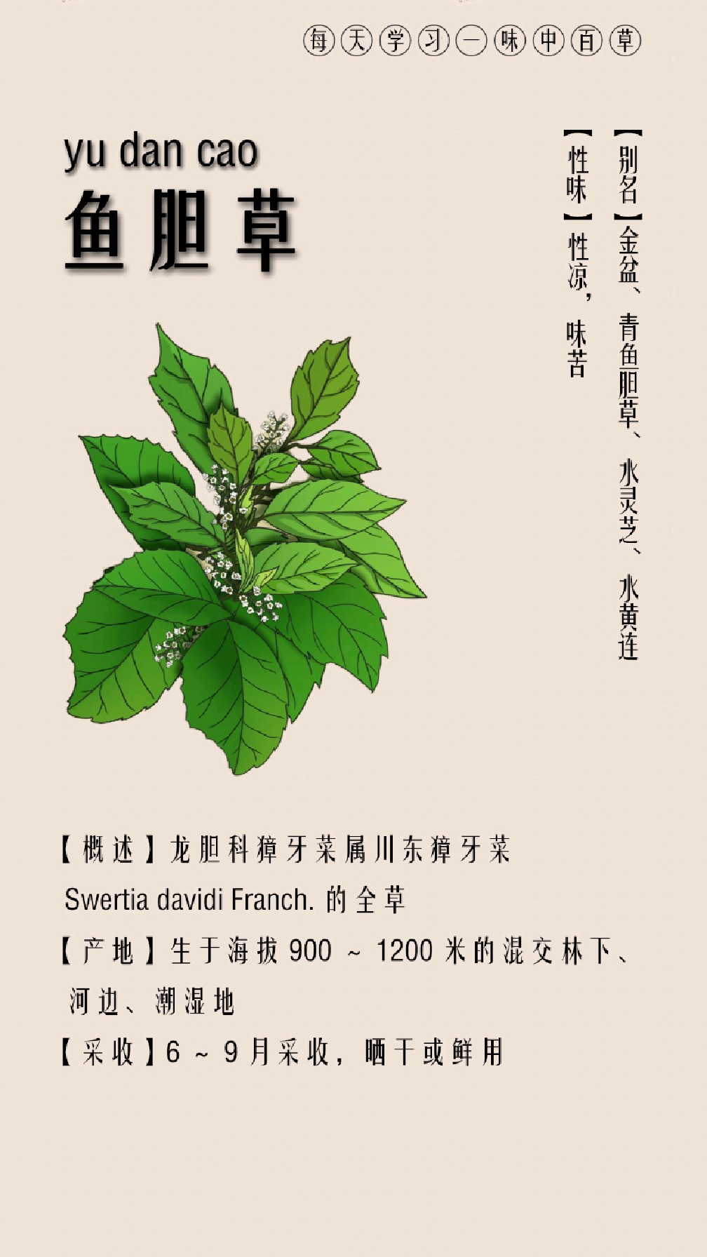 每天认识一味中草药·鱼胆草