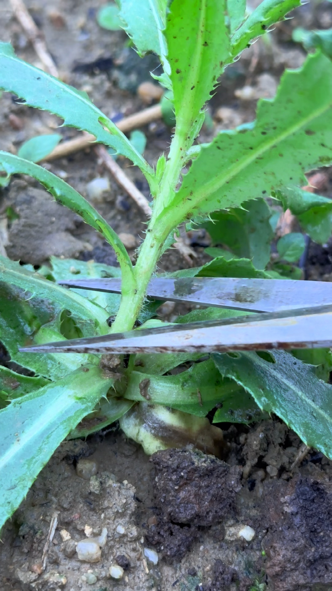 刺儿菜也叫小蓟,是野菜中的佳品