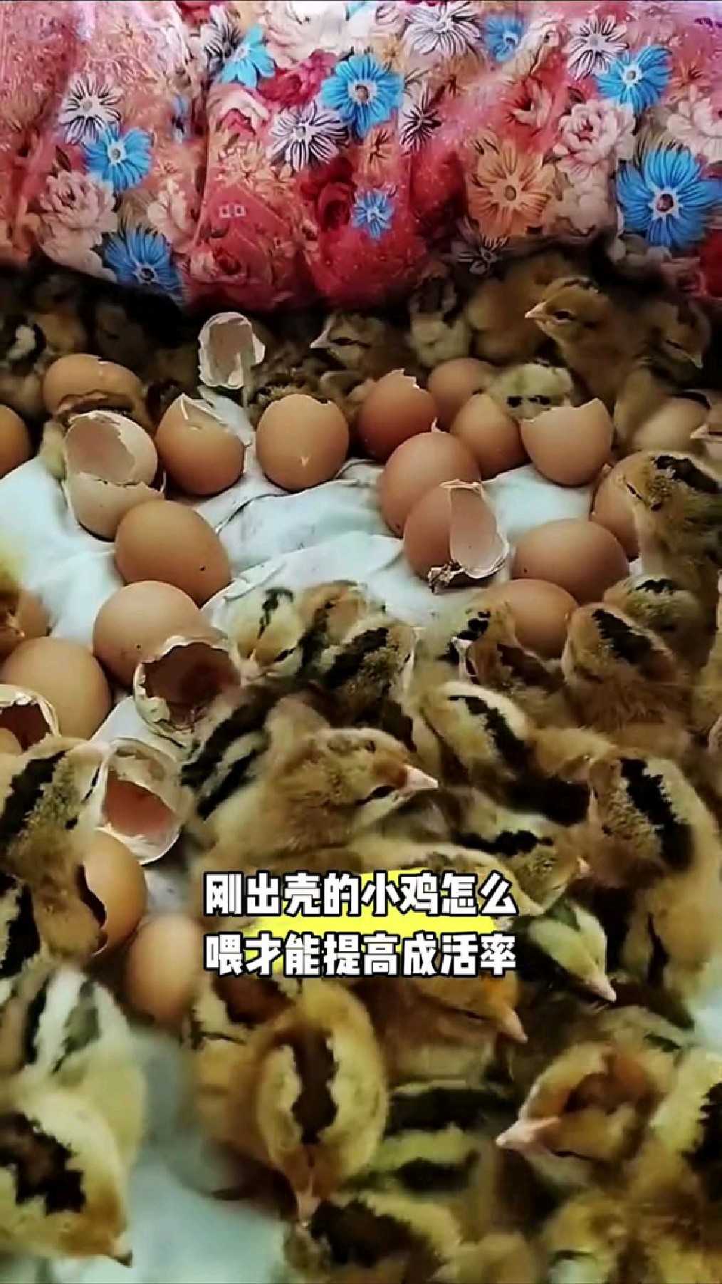 刚孵化的小鸡怎么喂才能提高成活率