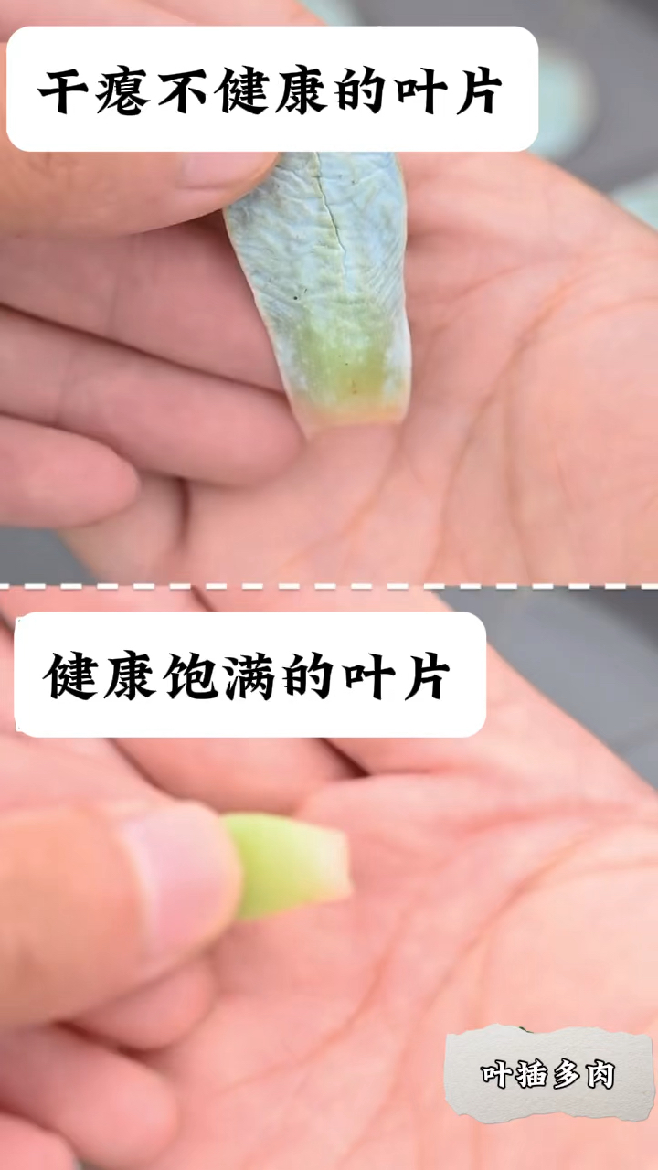多肉植物叶插,要注意这些方面