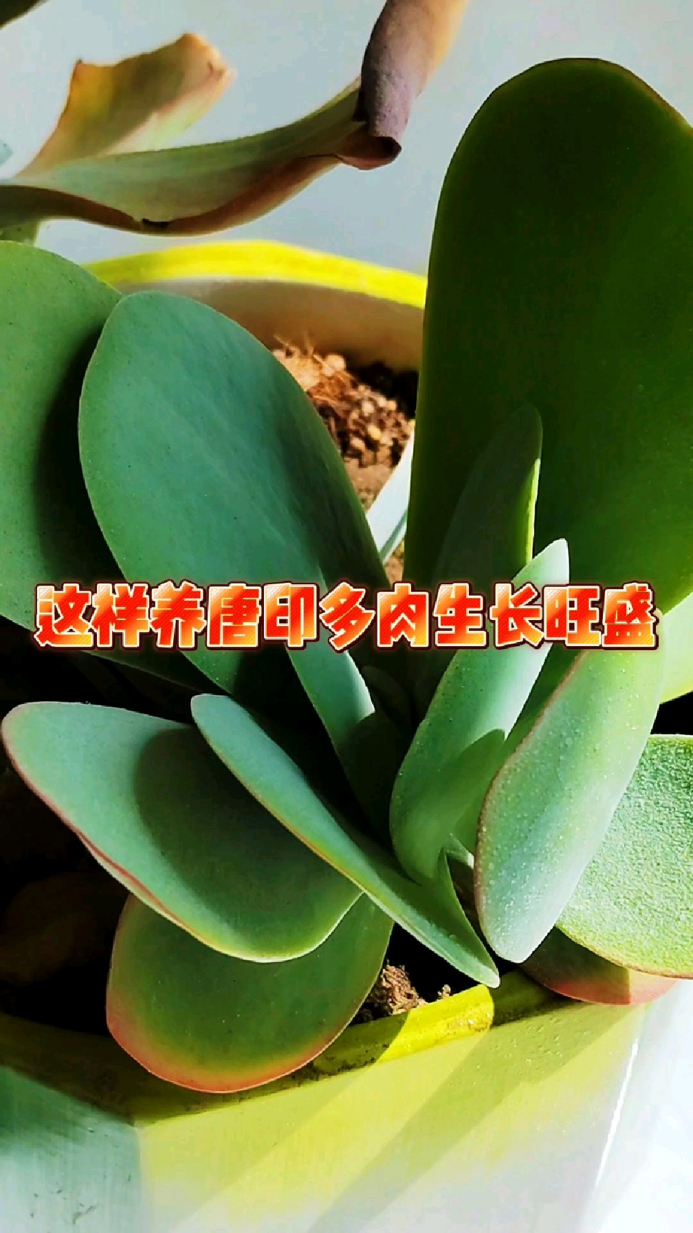 这样养唐印多肉生长旺盛