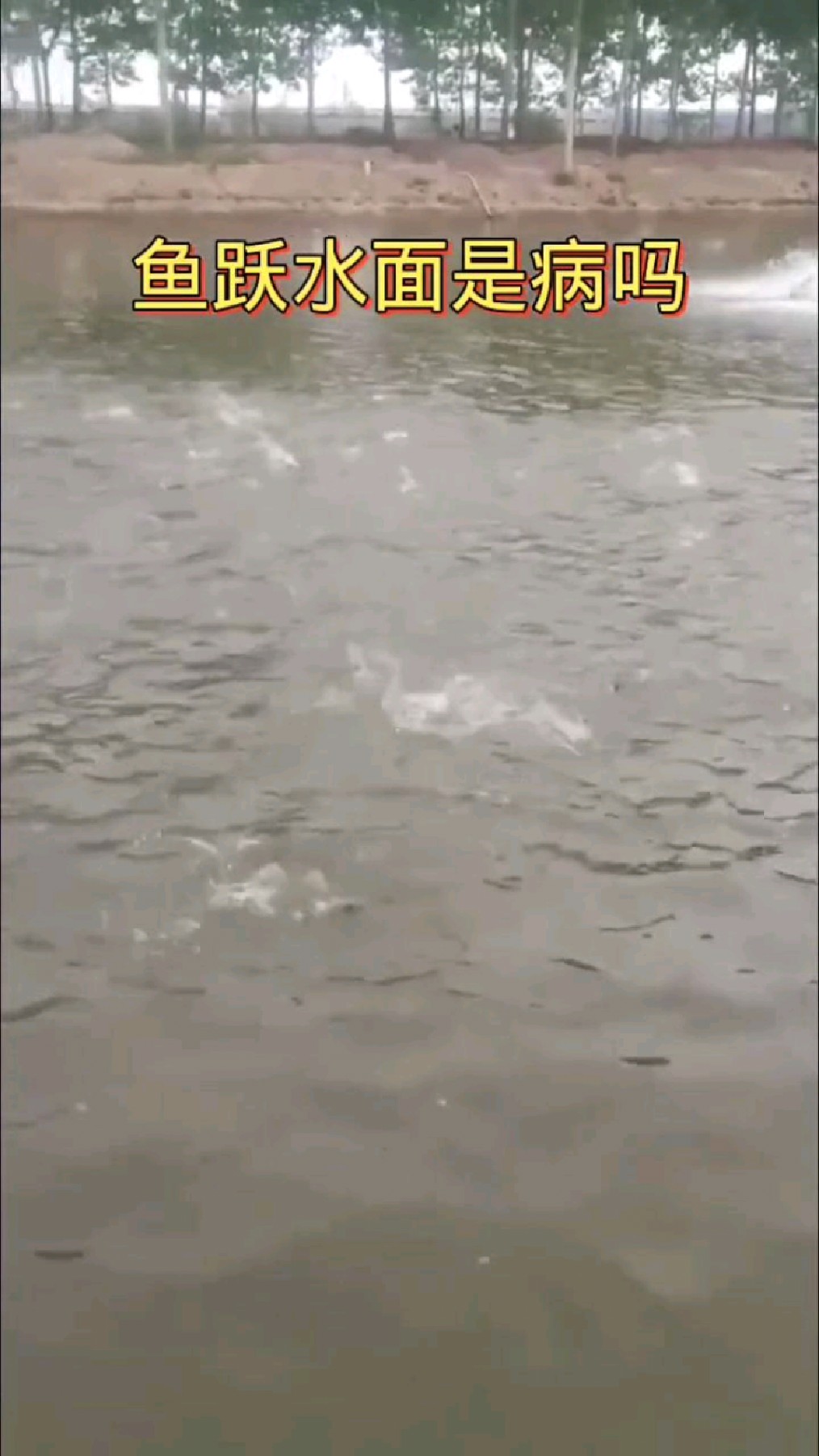 鱼跃水面是有病吗