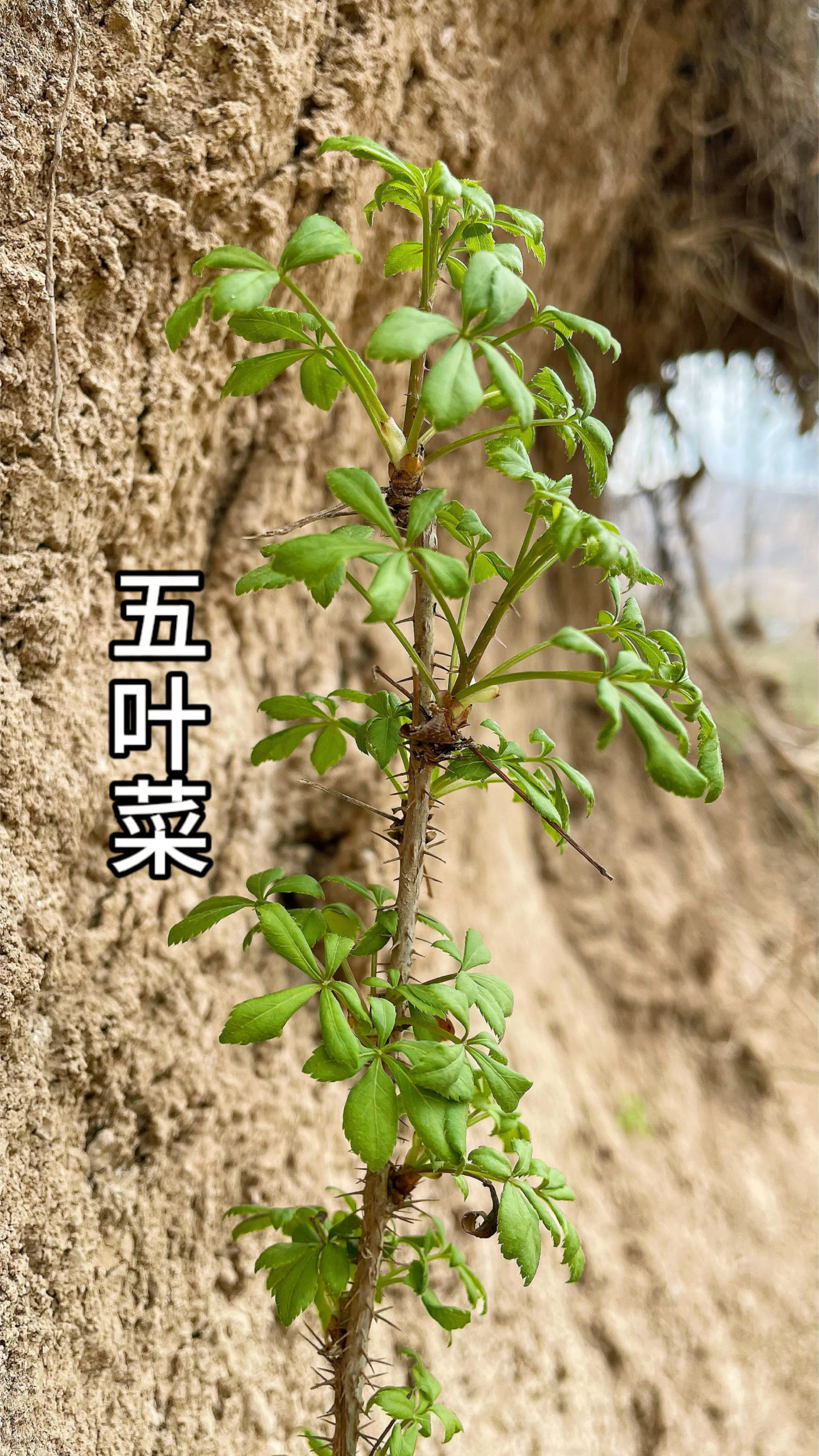 五叶菜,“春食野,下食苦”野菜是大自然最美妙的馈赠。