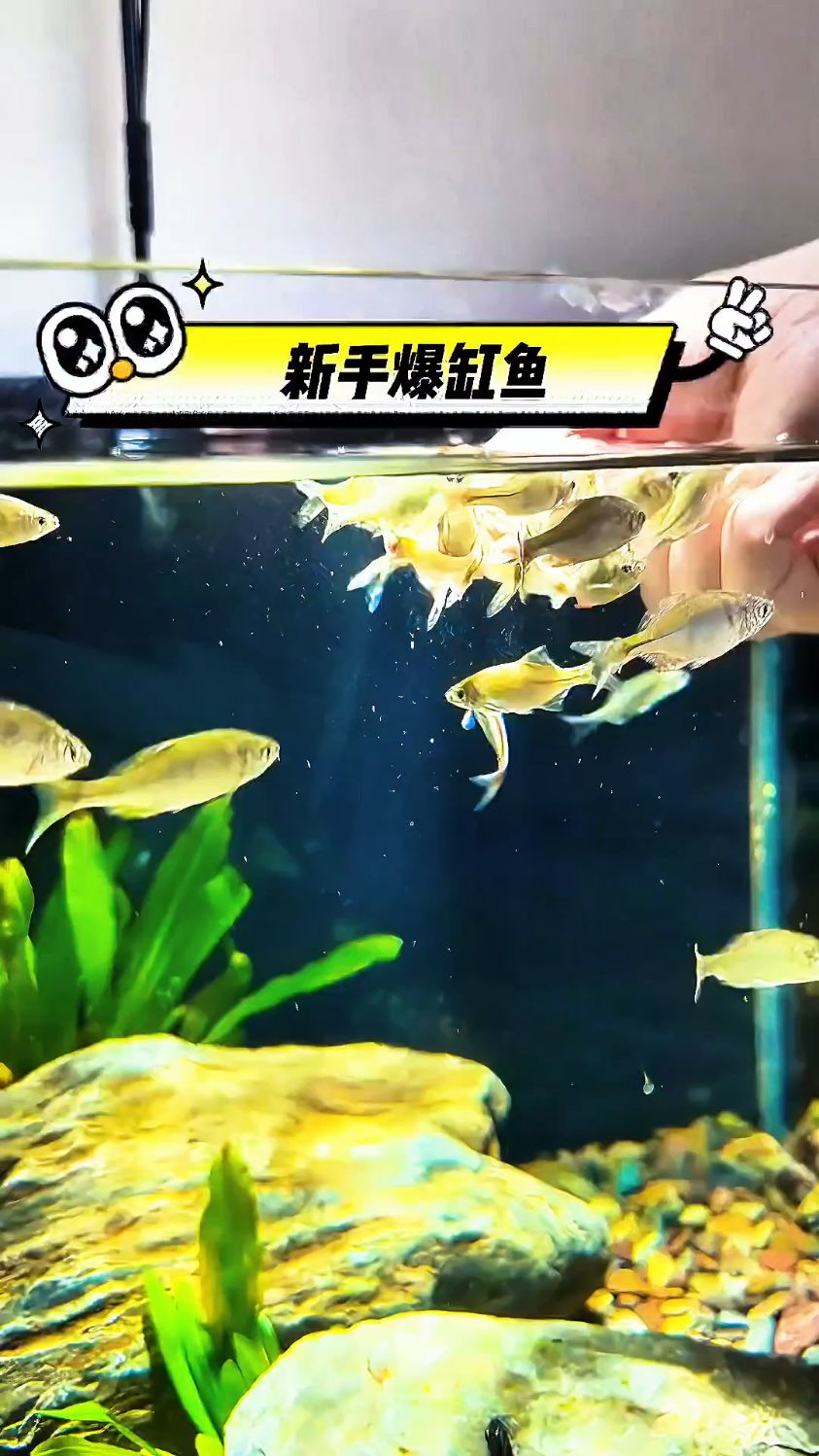 新手养鱼最容易爆缸的鱼