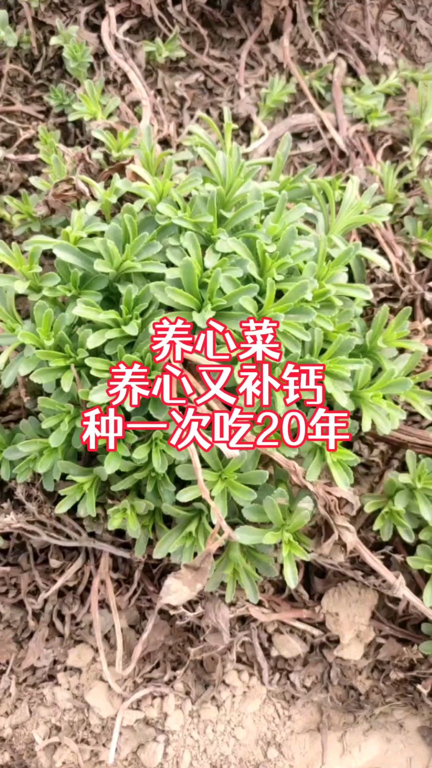 养心菜,养心又补钙,特别适合中老年人