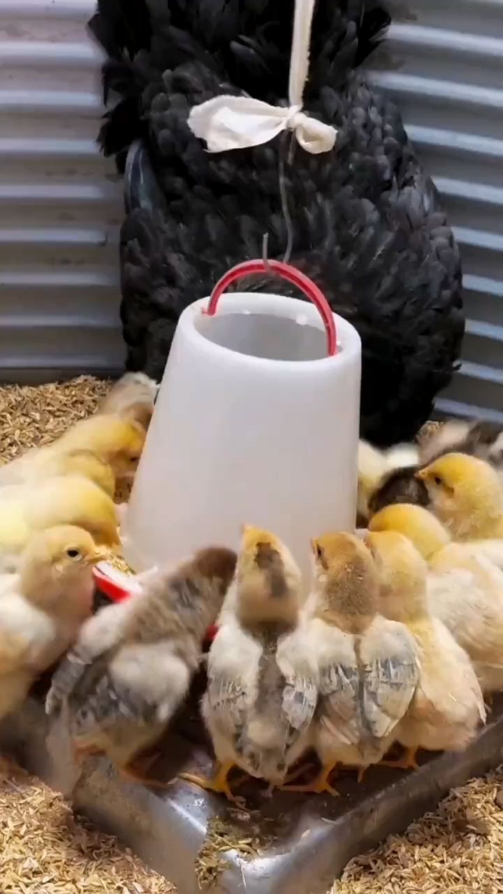 小鸡苗到家怎么喂才能够活的多