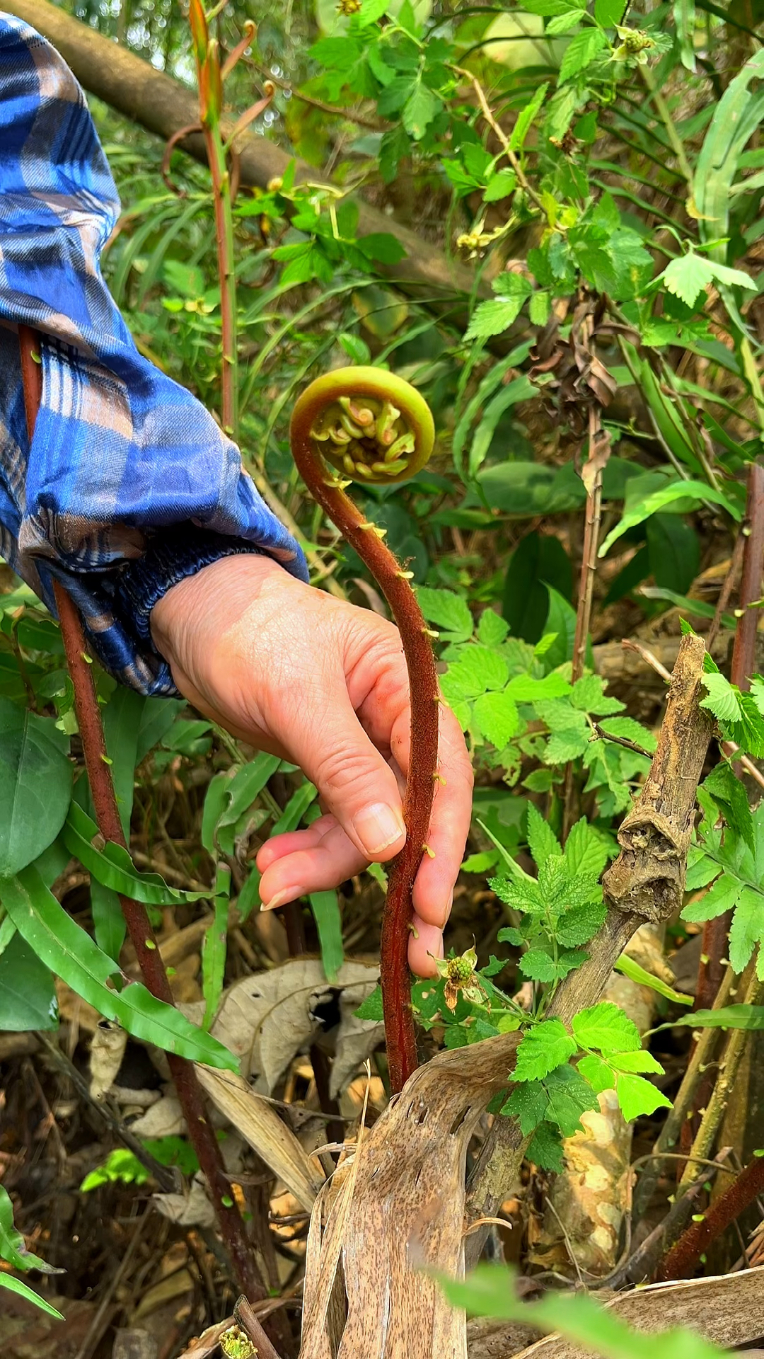 这种植物叫蕨菜,我们山里人从小就认识,遇见了就采摘点回来晒干