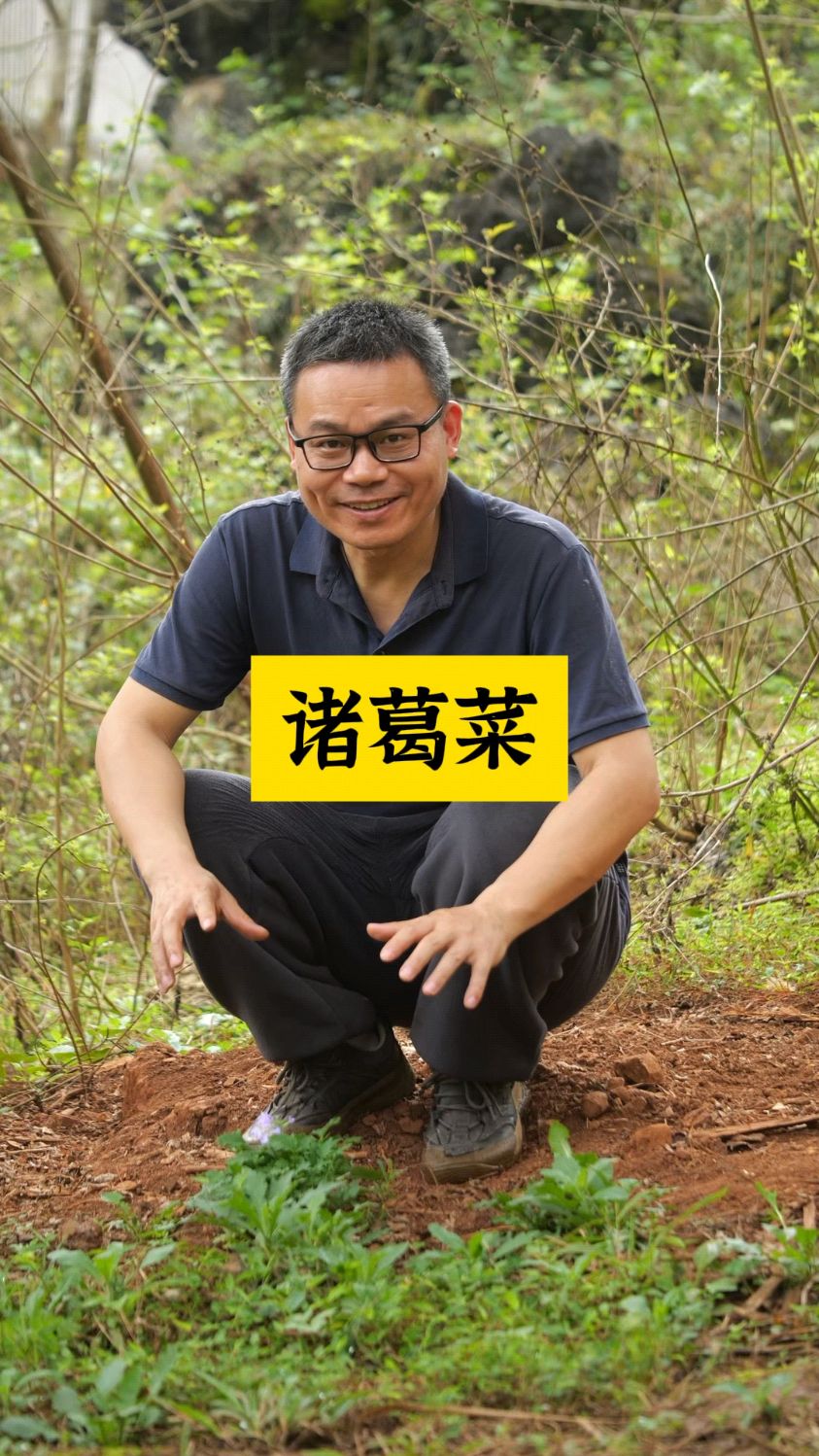 诸葛菜名字的由来故事