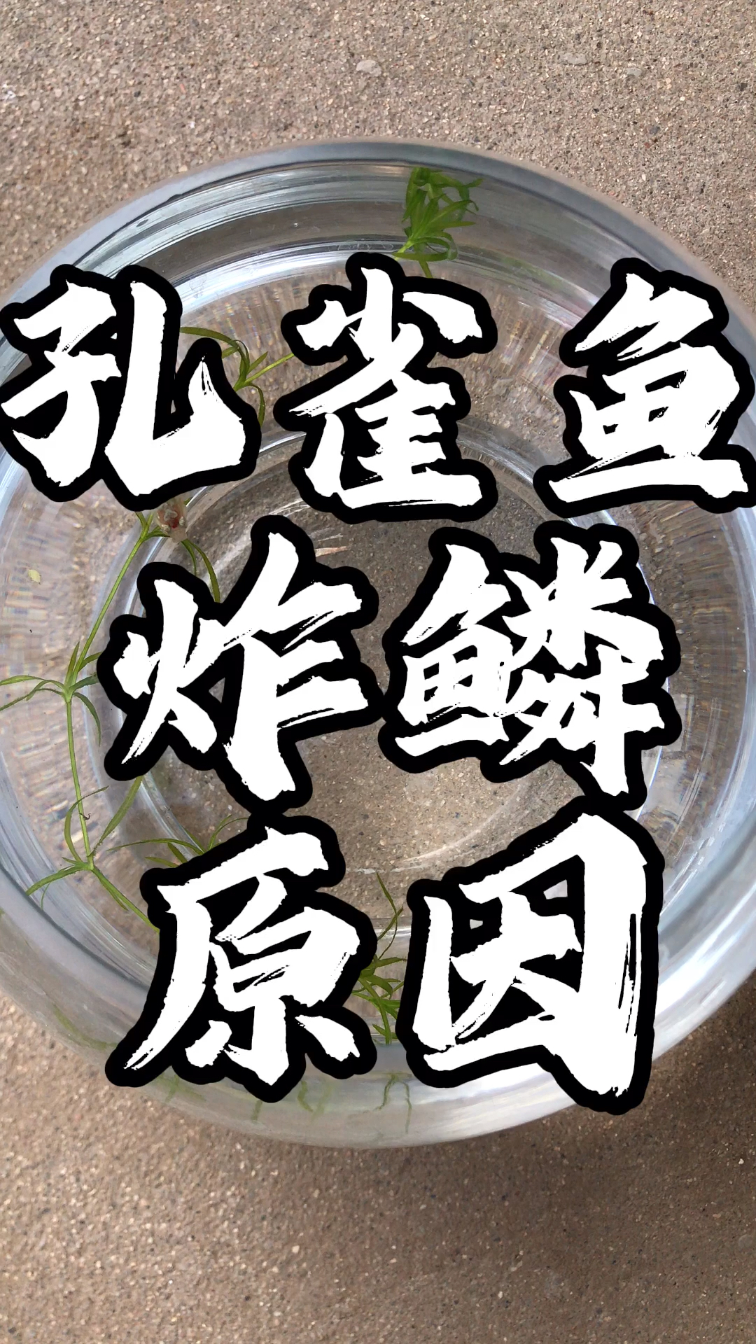 孔雀鱼炸鳞原因。孔雀鱼炸鳞立鳞怎么办。