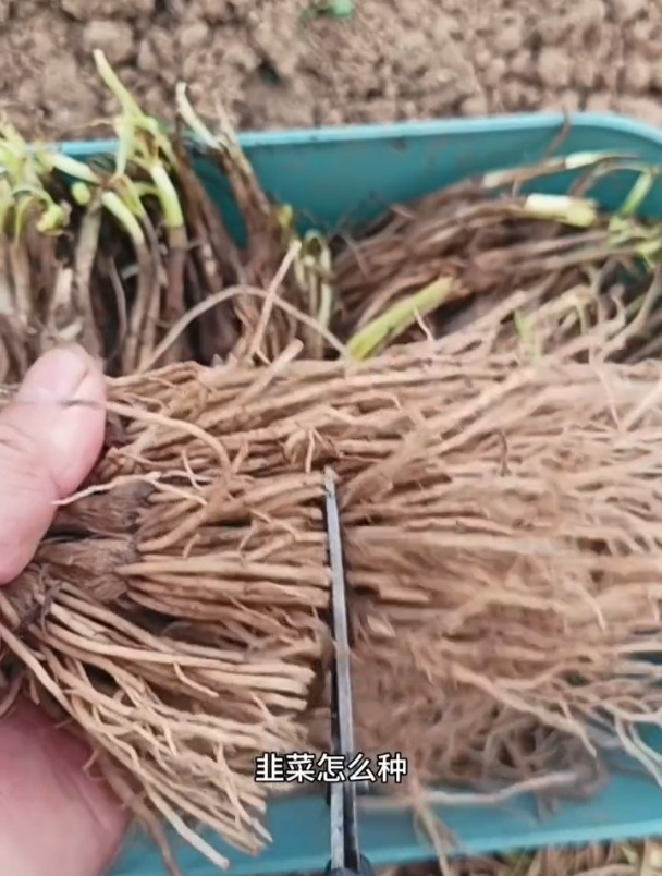 韭菜根怎么种,移栽步骤有哪些?