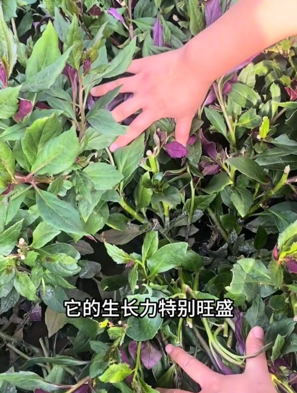 农村遍地都是野菜,钙含量堪比10个鸡蛋,城里人想吃都买不着