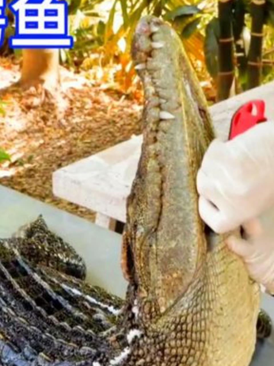 泰国鳄鱼专卖店:大厨师现场剥皮,100多斤重鳄鱼变特色菜!2