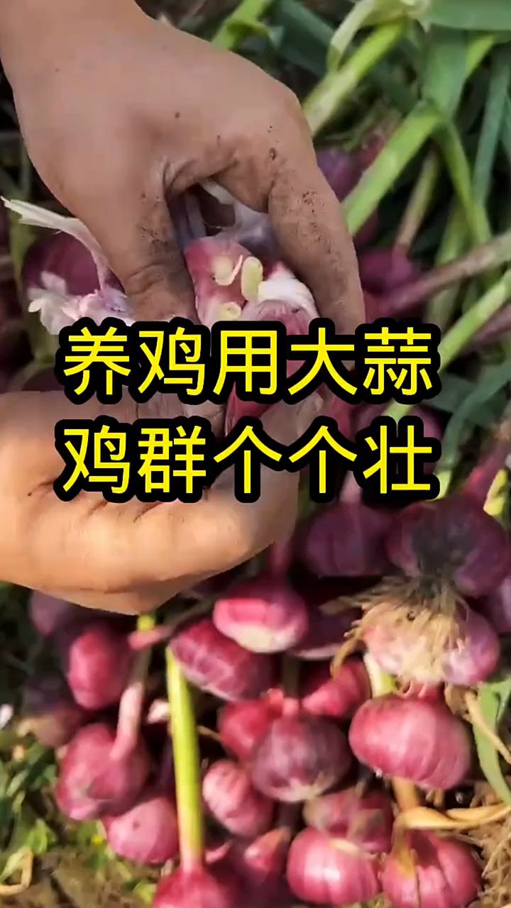 养鸡用大蒜鸡群强又壮