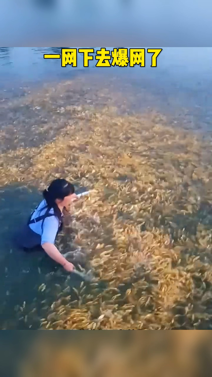 美女下河捞鱼,一网下去爆网了!