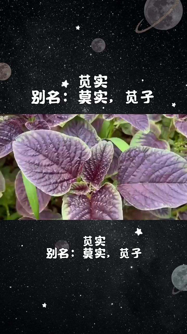 今天介绍第一百五十五味中药材,苋实
