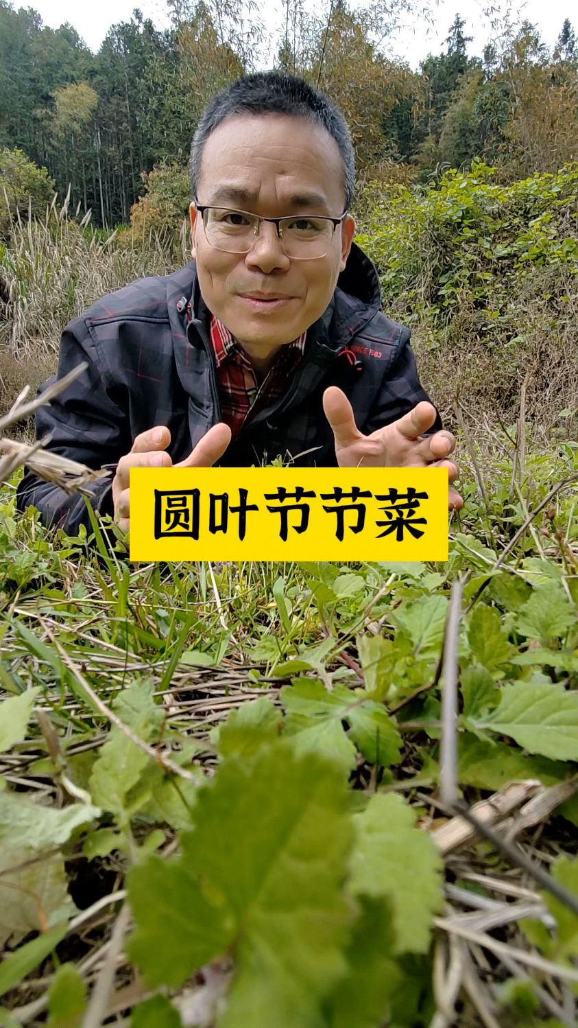 圆叶节节菜为什么叫圆叶节节菜?