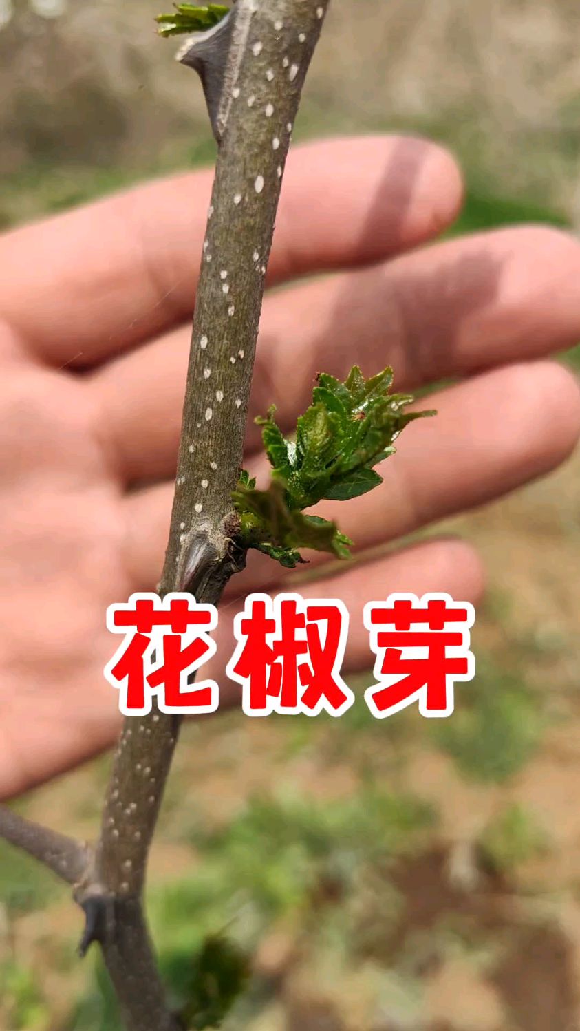 山东野菜——花椒芽