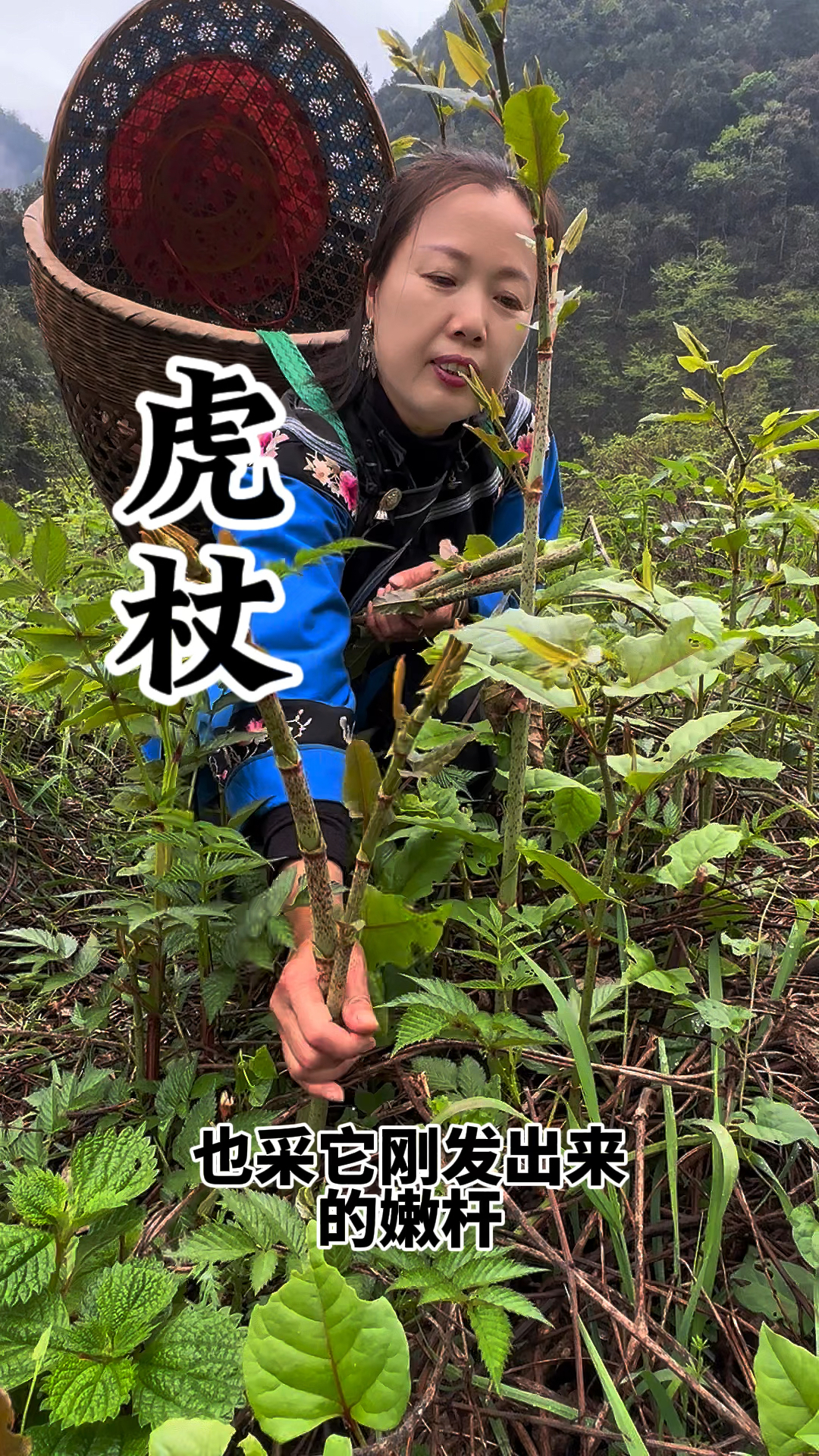 虎杖,小时候你吃过吗