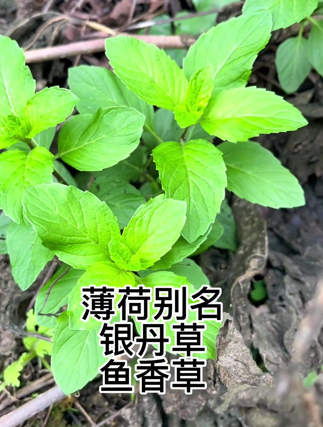 薄荷别名银丹草、鱼香草