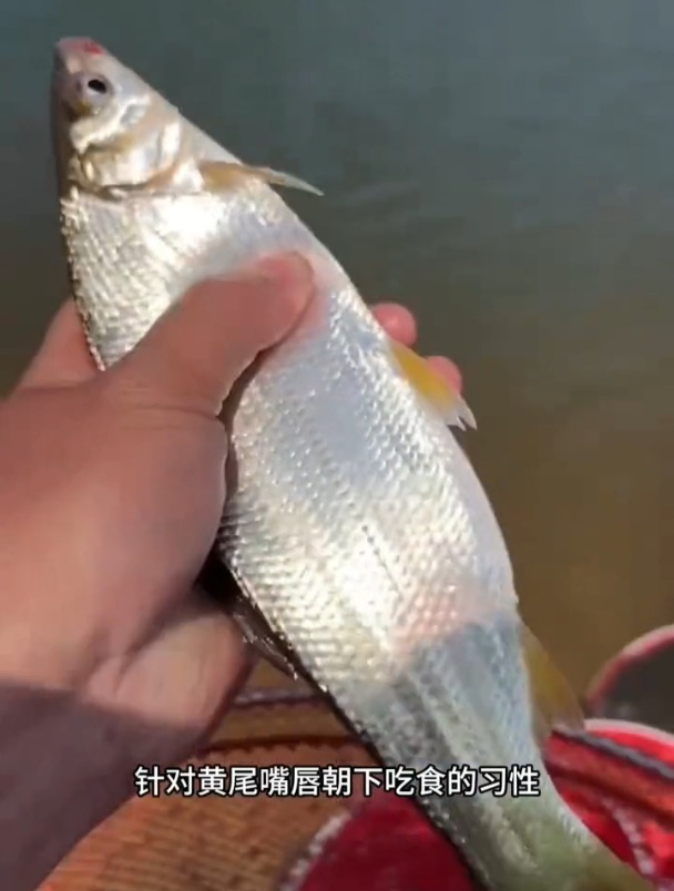 钓黄尾还在用这种线组吗?这可能就是经常锚鱼空枪的原因!