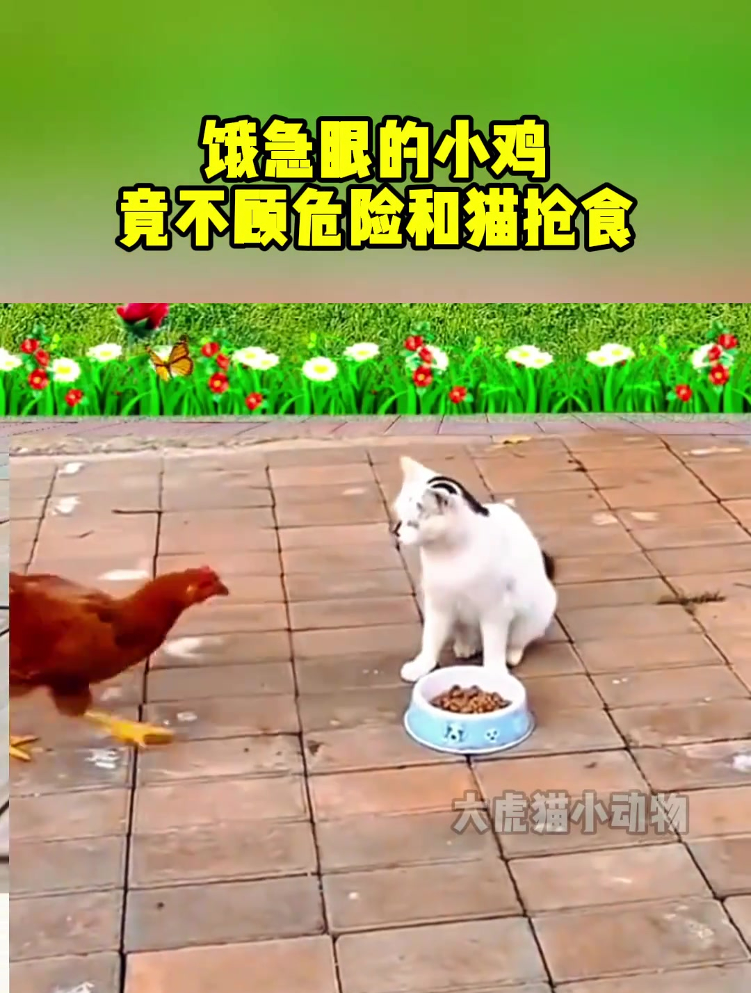 饿急眼的小鸡,竟不顾危险和猫抢食
