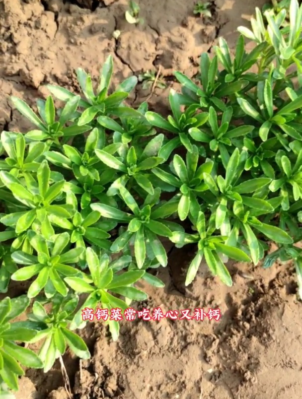 救心菜,养心又补钙,如何种植以及需要注意什么