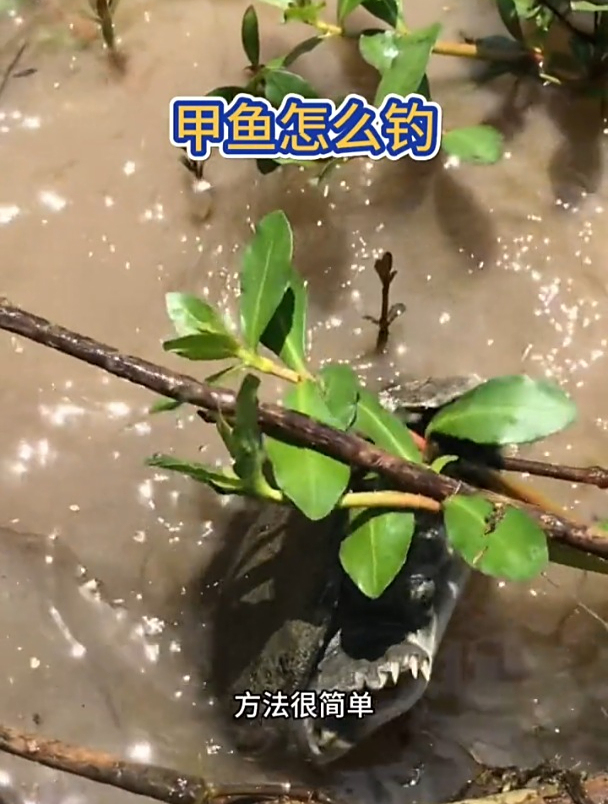 甲鱼怎么钓,方法其实很简单,一看就会!
