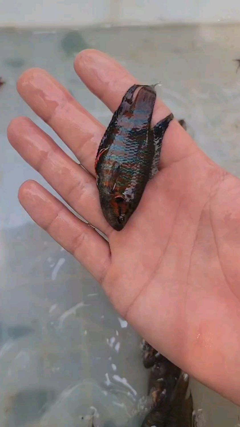 今天的斗鱼又大又红!