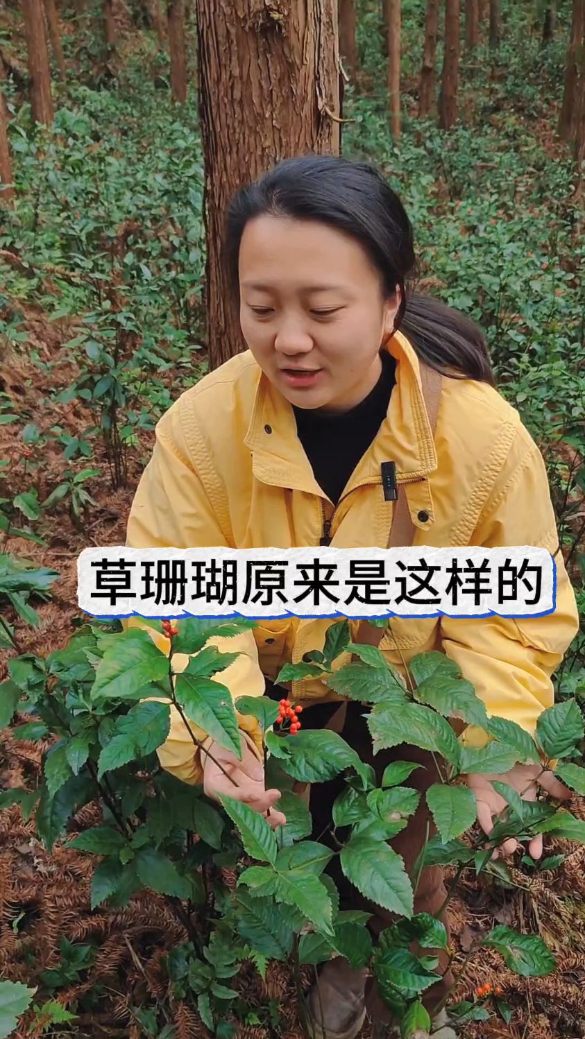 草珊瑚原来长这个样子