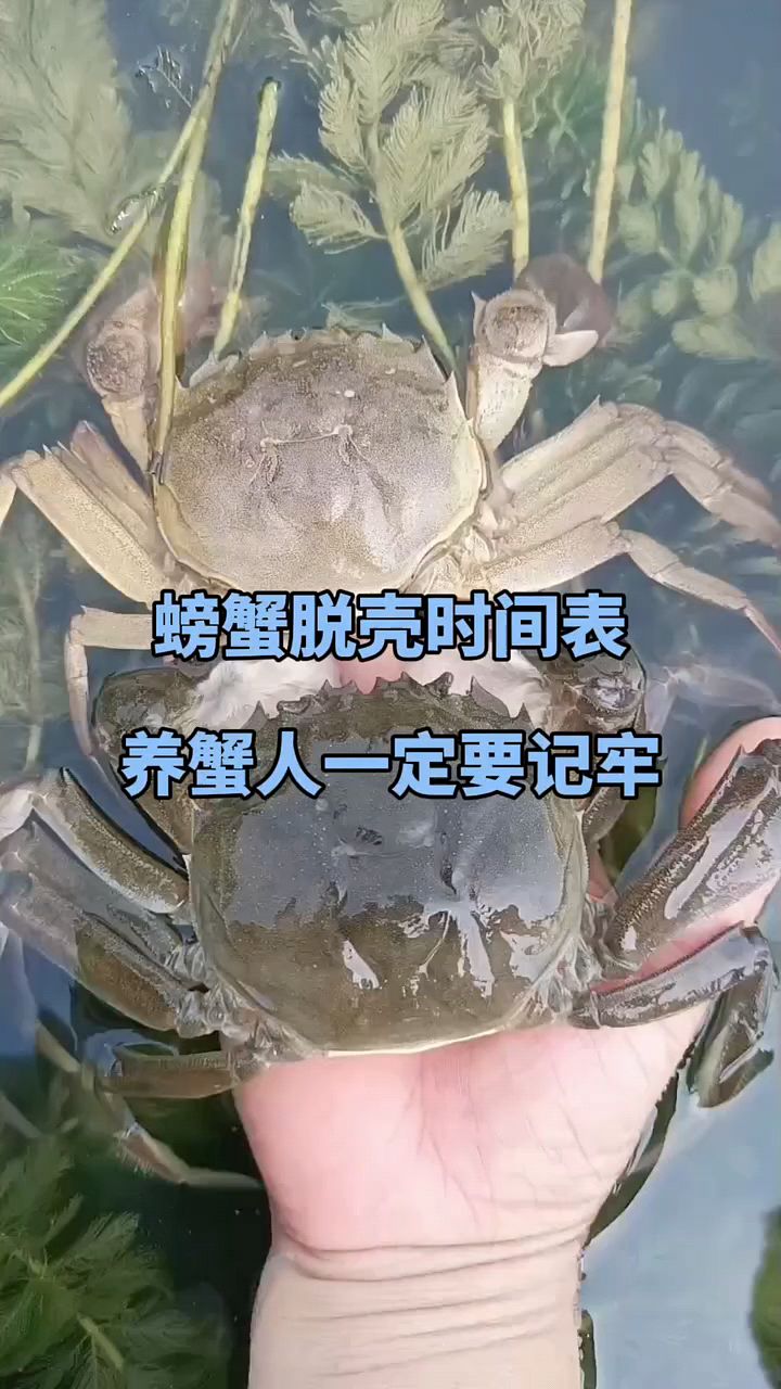 螃蟹退壳时间表,一定要知道