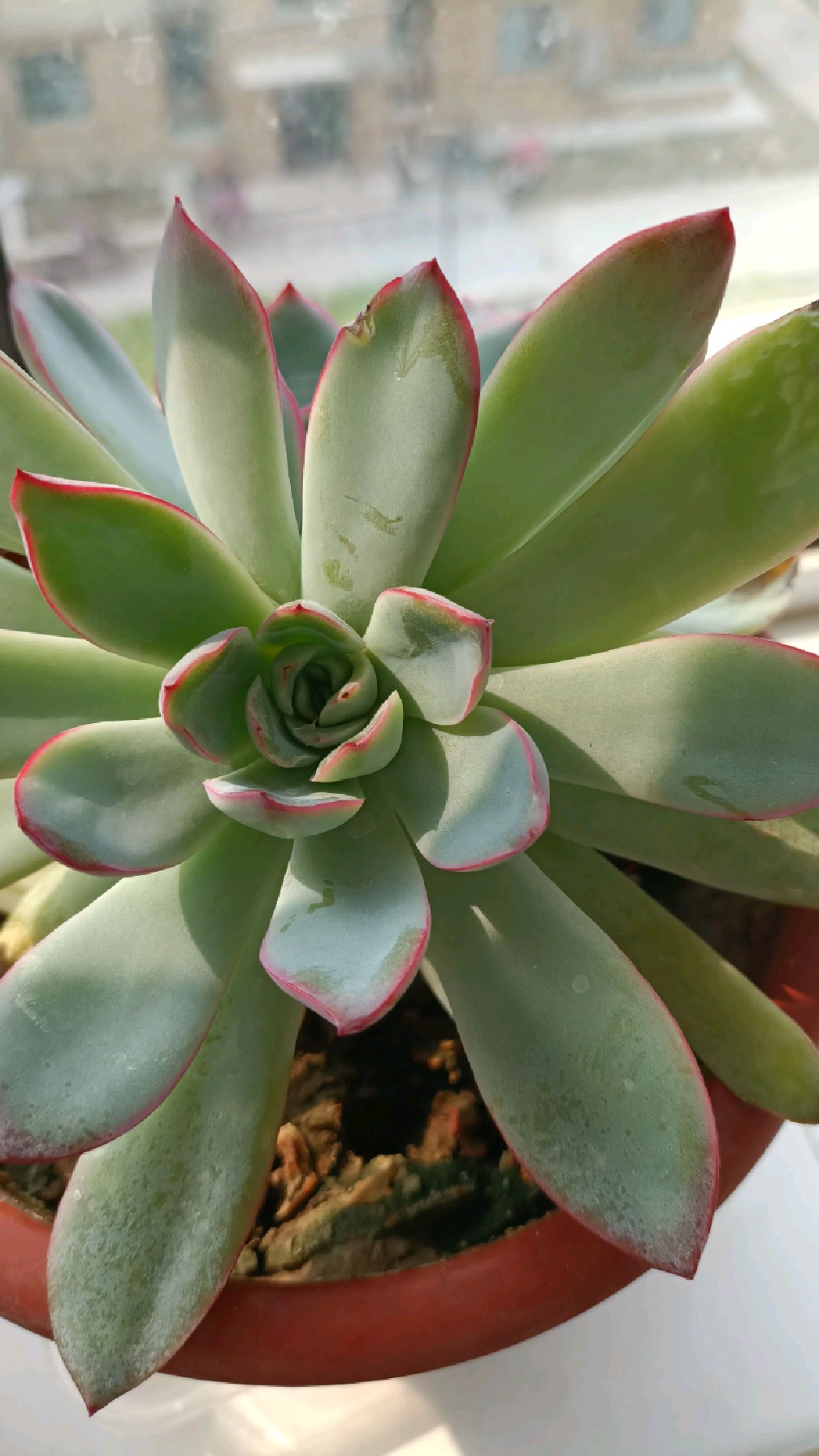 养多肉切忌浇大水和暴晒!玉露多肉竟然要开花了