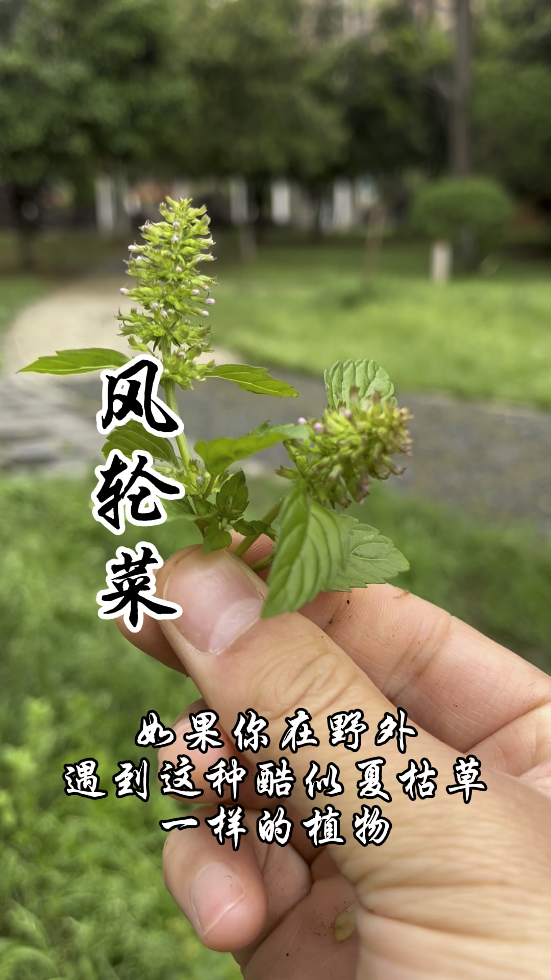 风轮菜,幼苗可食,形似夏枯草,你了解它的价值吗?