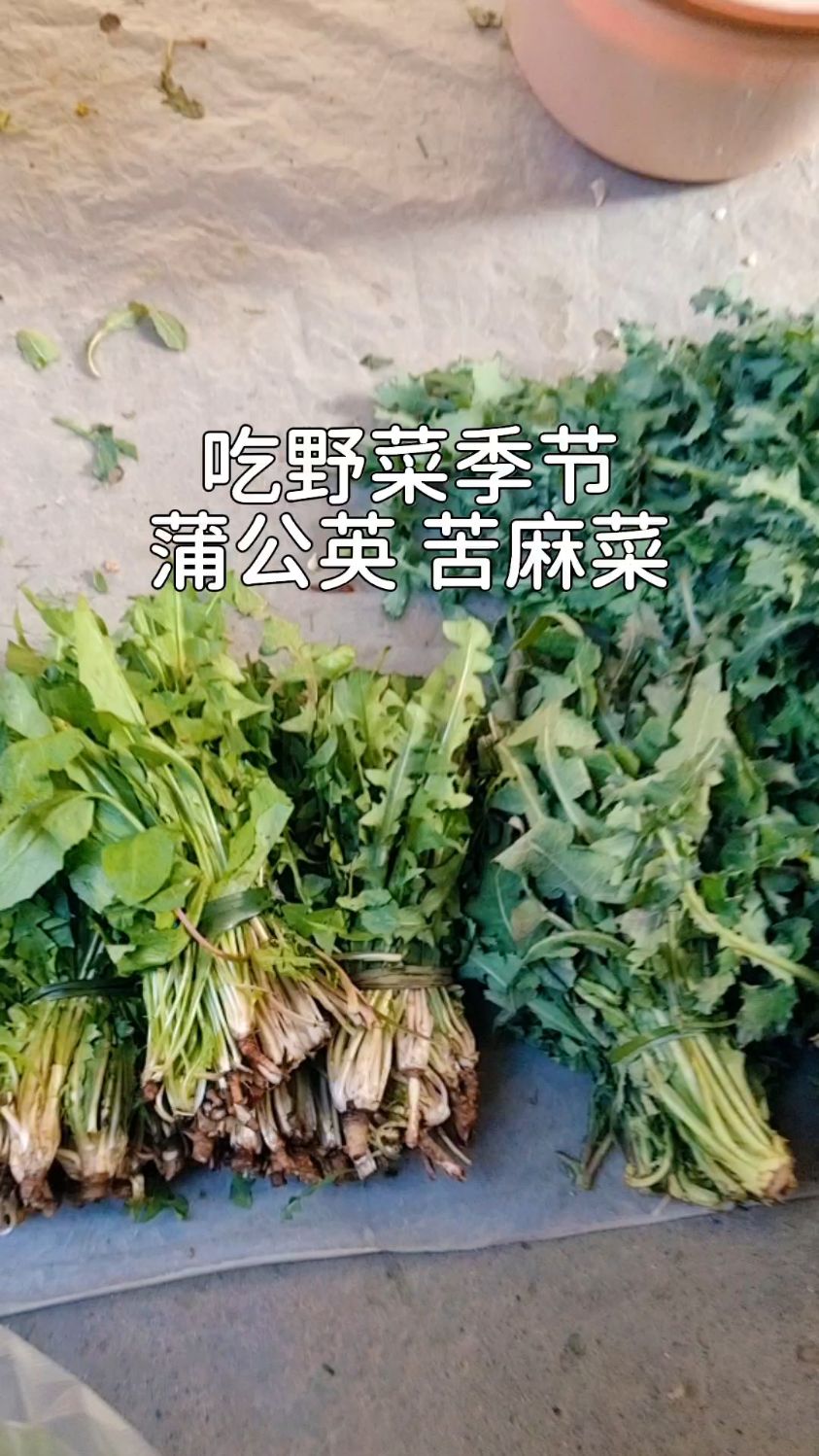 又到了吃野菜的季节,蒲公英,苦麻菜,凉拌,泡水喝