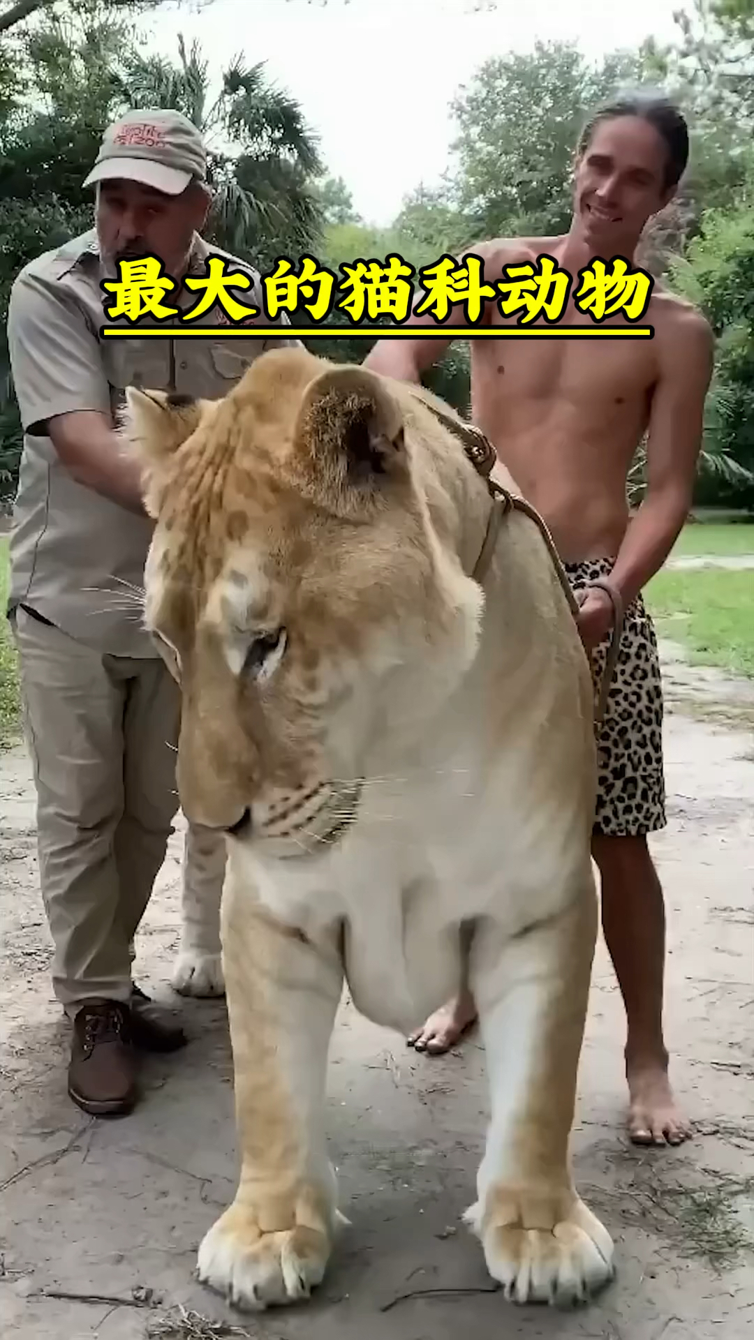 最大的猫科动物狮虎兽