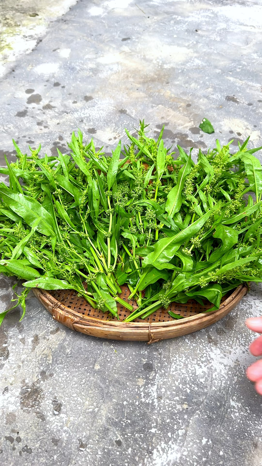 野菠菜你认识吗?你们村里人会采摘它的花朵回来晒干