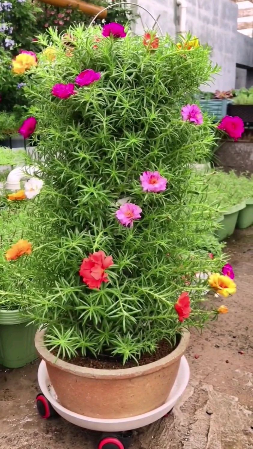 用pvc管子种植太阳花,还不错吧