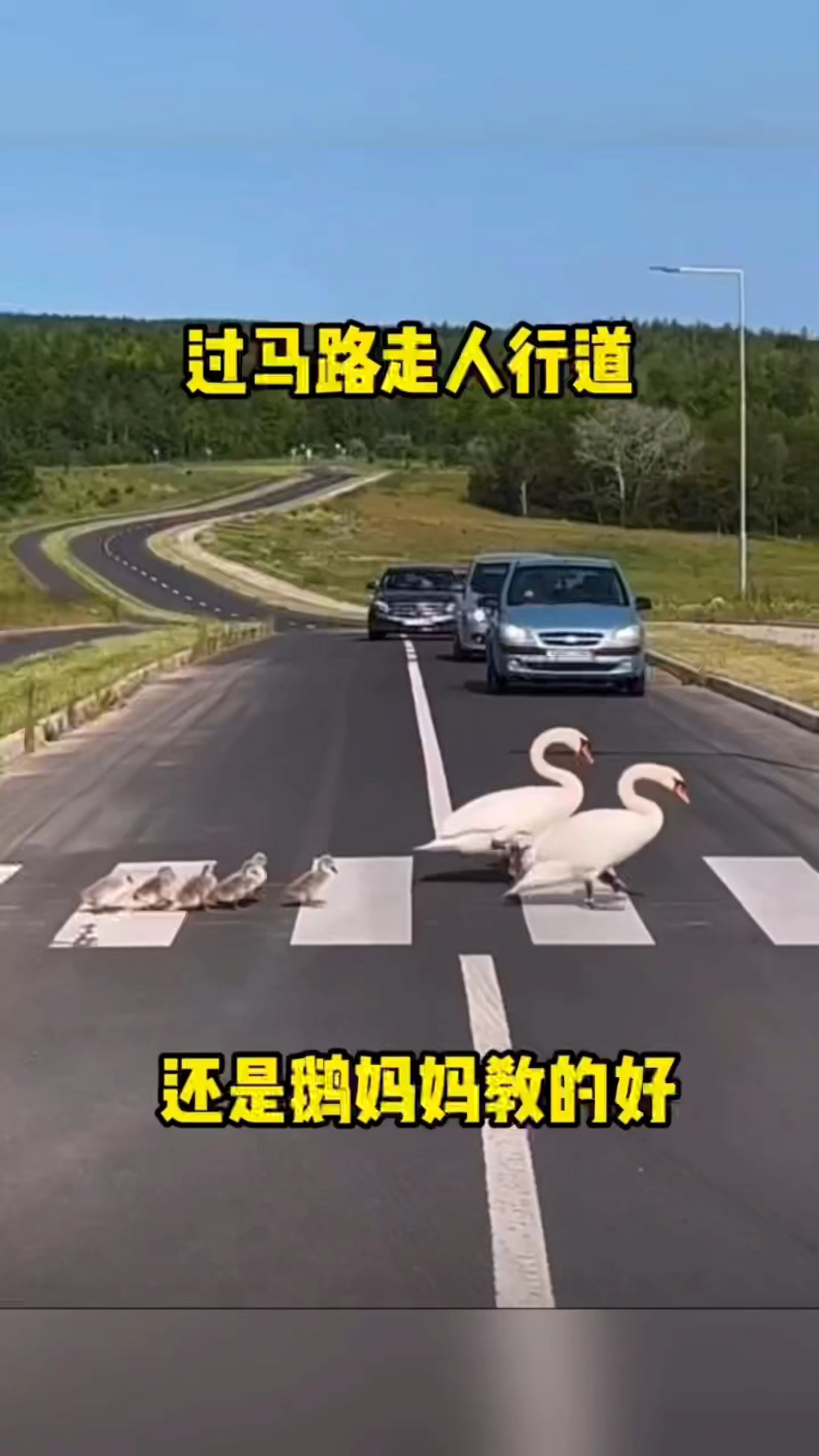 过马路走人行道,还是鹅妈妈教的好!